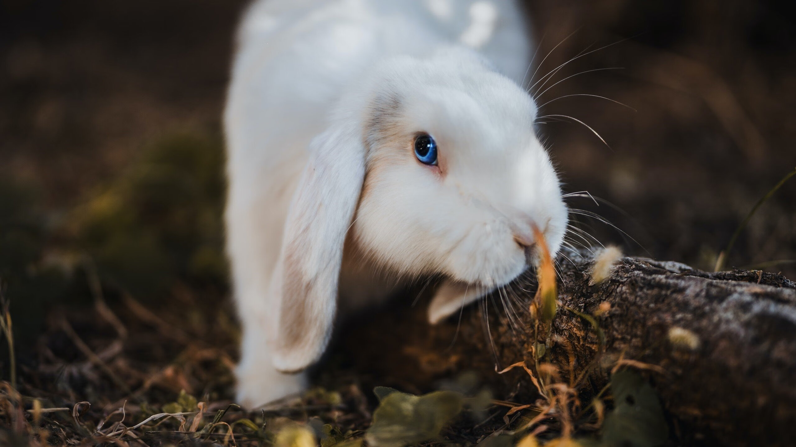 乐鱼体育App下载-球队平均得分79分，对手95.2分，净负16.2，球队得分算加时吗