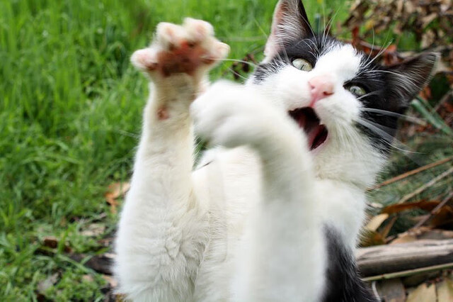 乐鱼体育App下载-格鲁吉亚女篮在欧洲锦标赛中扬威，期待突破金牌突破口，格鲁吉亚赛程